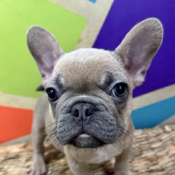 Male French Bulldog Puppy for Sale in Rogers, AR