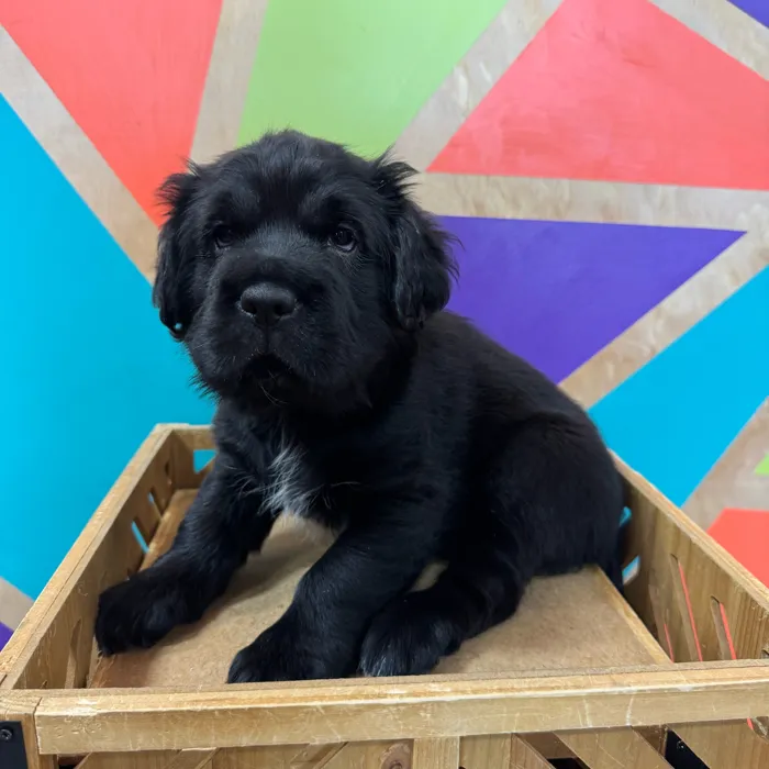 Female Mini Hippo puppy named Sharon for sale at Petland Rogers.