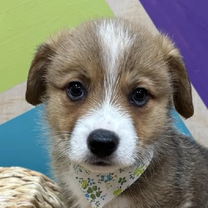Male Pembroke Welsh Corgi puppy named Bagel for sale at Petland Wichita West.