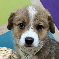 Male Pembroke Welsh Corgi puppy named Bagel for sale at Petland Wichita West.