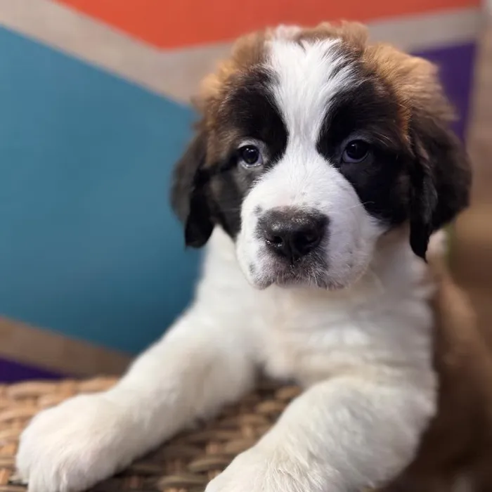 Female Saint Bernard Puppy for Sale in Rogers, AR