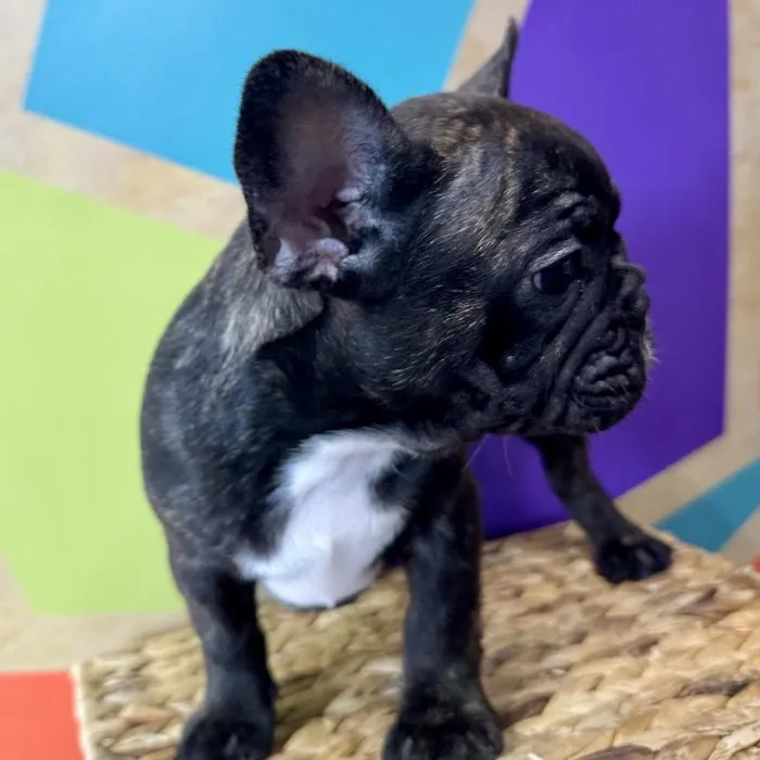 Male French Bulldog Puppy for Sale in Rogers, AR