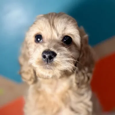 Female Cockapoo puppy named Nutmeg for sale at Petland Rogers.