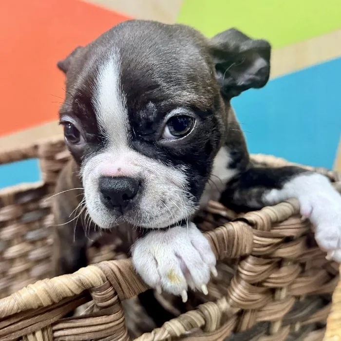 Female Boston Terrier Puppy for Sale in Rogers, AR