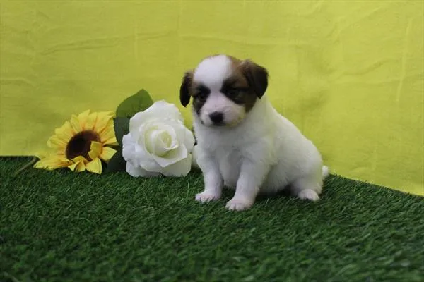 Female Papillon puppy for sale at Petland Joplin.