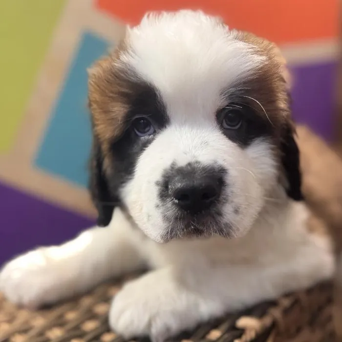 Male Saint Bernard Puppy for Sale in Rogers, AR
