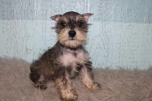 Female Mini Schnauzer puppy for sale at Petland Fayetteville.