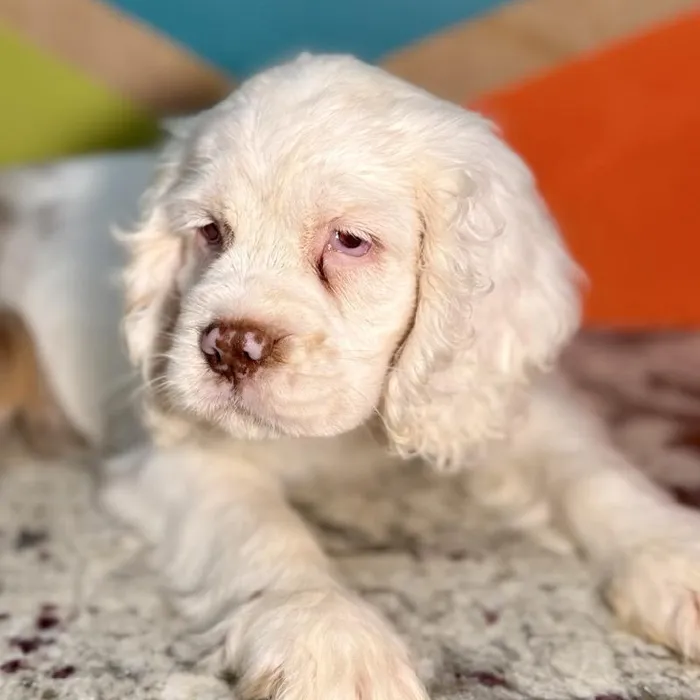 Female Cocker Spaniel Puppy for Sale in Rogers, AR