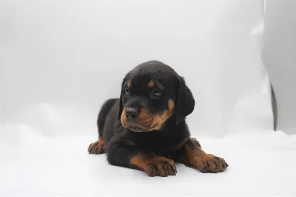 Male Rottweiler puppy named Roscoe for sale at Petland Joplin.