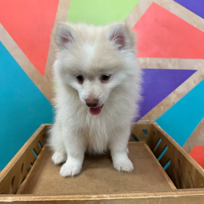 Male Pomeranian puppy named Spirit for sale at Petland Joplin.