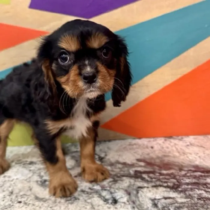 Male Cavalier King Charles Spaniel Puppy for Sale in Joplin, MO