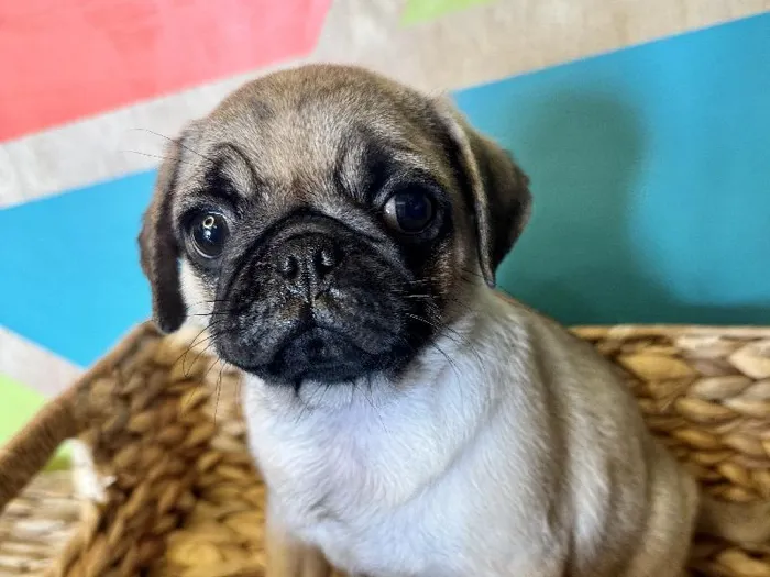 Female Pug Puppy for Sale in Rogers, AR