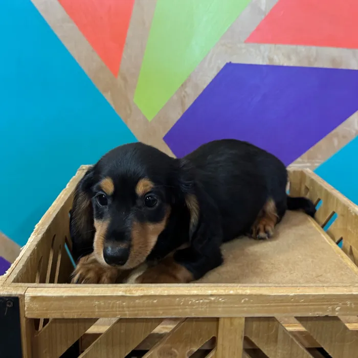 Male Dachshund puppy for sale at Petland Joplin.