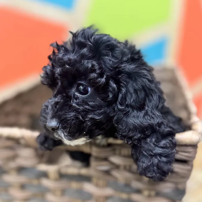 Female Shipoo Puppy for Sale in Rogers, AR