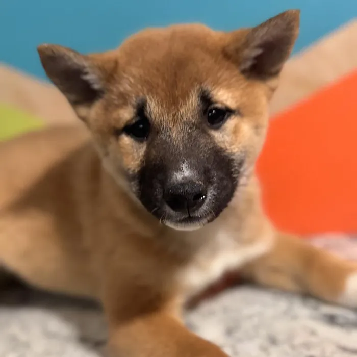 Male Shiba Inu Puppy for Sale in Rogers, AR