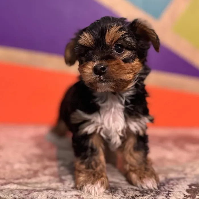 Male Yochon Puppy for Sale in Rogers, AR