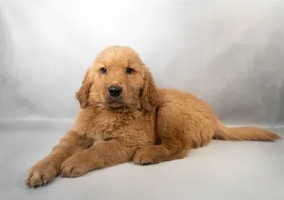 Male Golden Retriever puppy for sale at Petland Rogers.