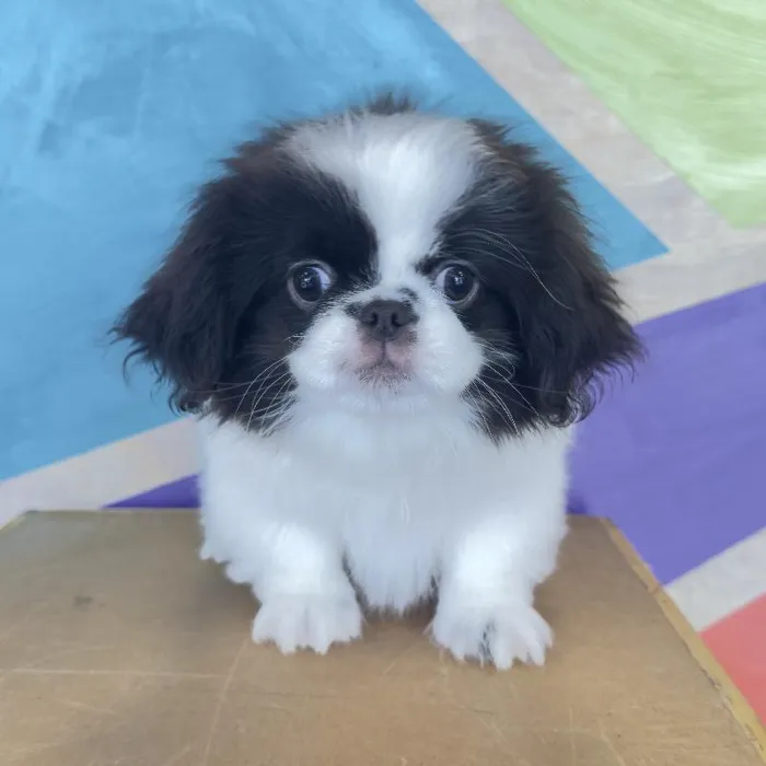 Female Pekingese puppy named Sundae for sale at Petland Fayetteville.