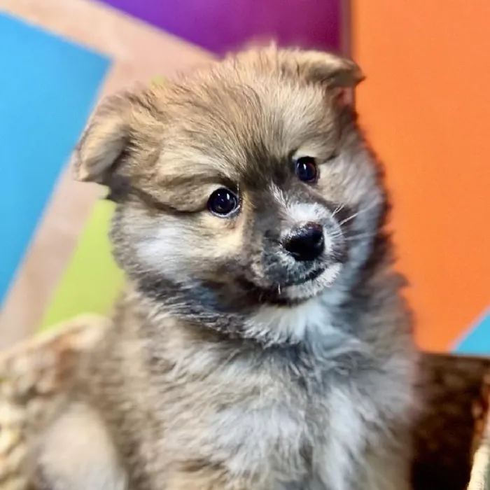 Male Pomeranian Puppy for Sale in Rogers, AR