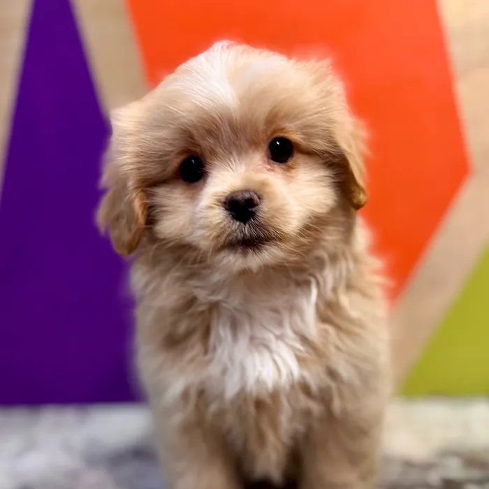 Male Peke-A-Poo puppy named Phil for sale at Petland Rogers.