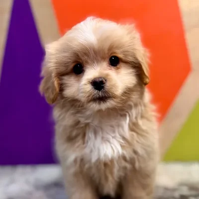 Male Peke-A-Poo puppy named Phil for sale at Petland Rogers.