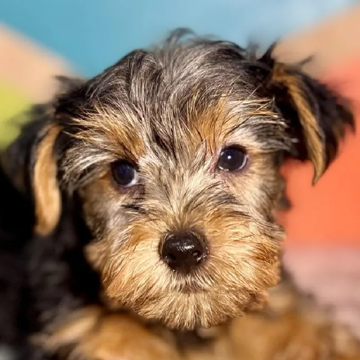 Male Yorkie Puppy for Sale in Rogers, AR