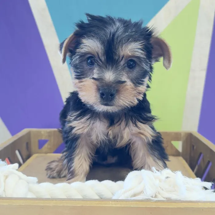 Male Morkie Puppy for Sale in Joplin, MO