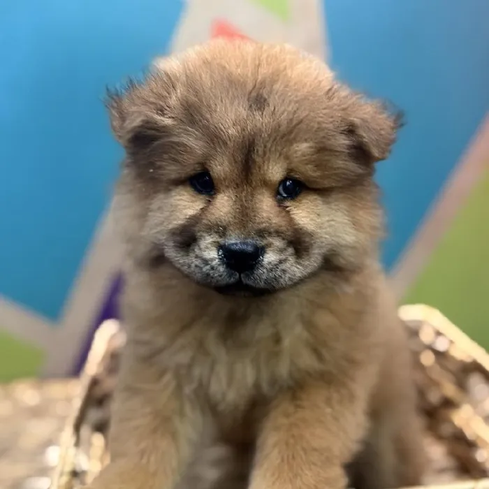 Female Chow Chow Puppy for Sale in Rogers, AR