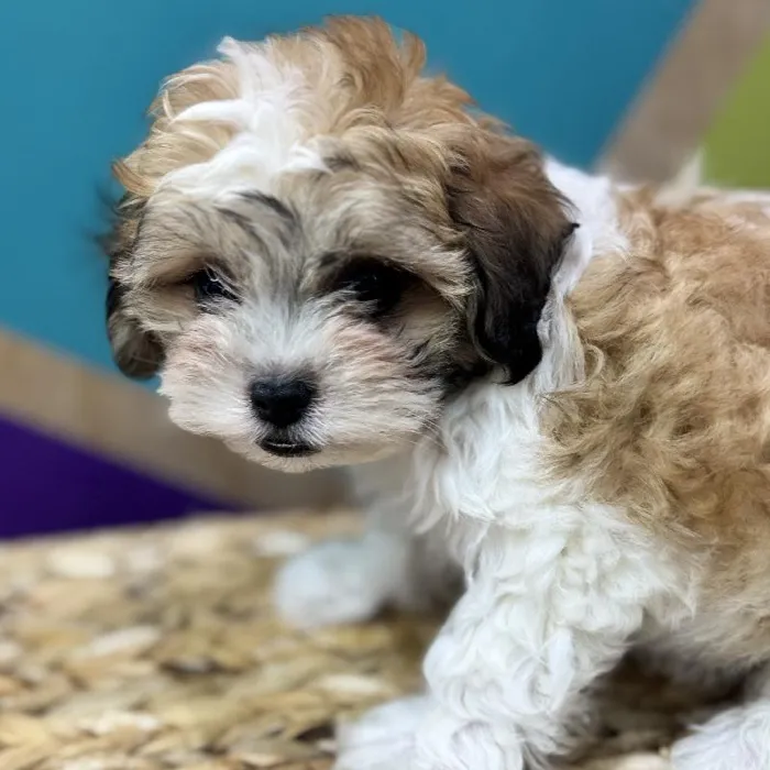 Female Teddy Bear Puppy for Sale in Joplin, MO