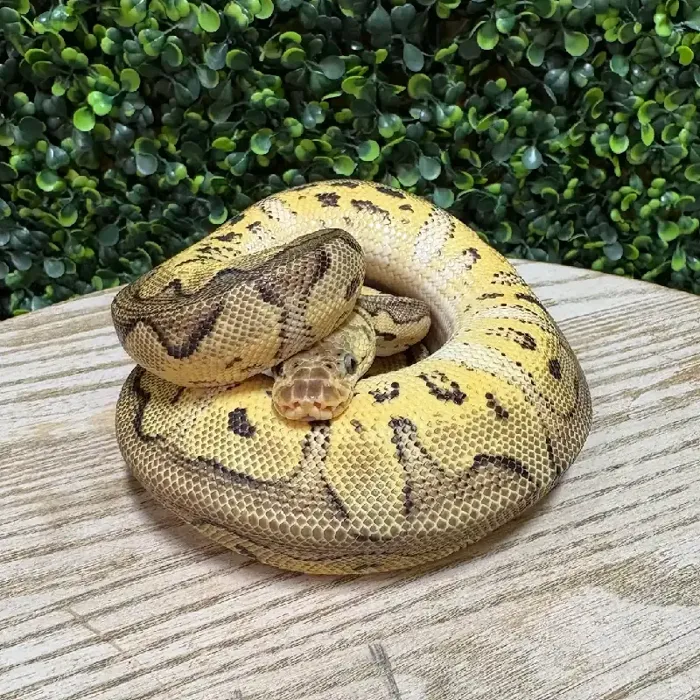 Male Ball Python reptile for sale at Petland Joplin.