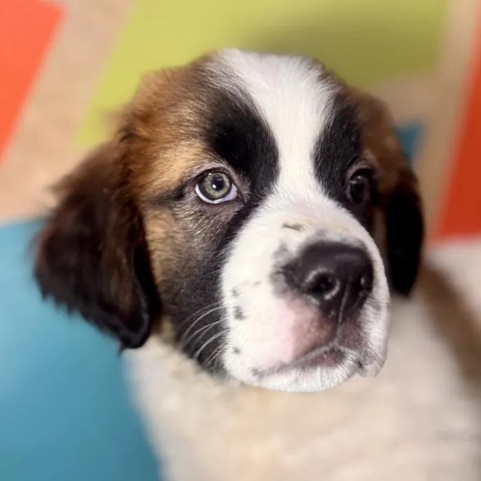 Female Saint Bernard puppy named Cinnamon for sale at Petland Rogers.