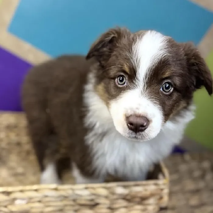 Male Mini Aussie Puppy for Sale in Rogers, AR