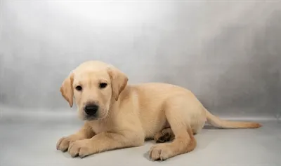 Male Labrador Retriever puppy for sale at Petland Joplin.