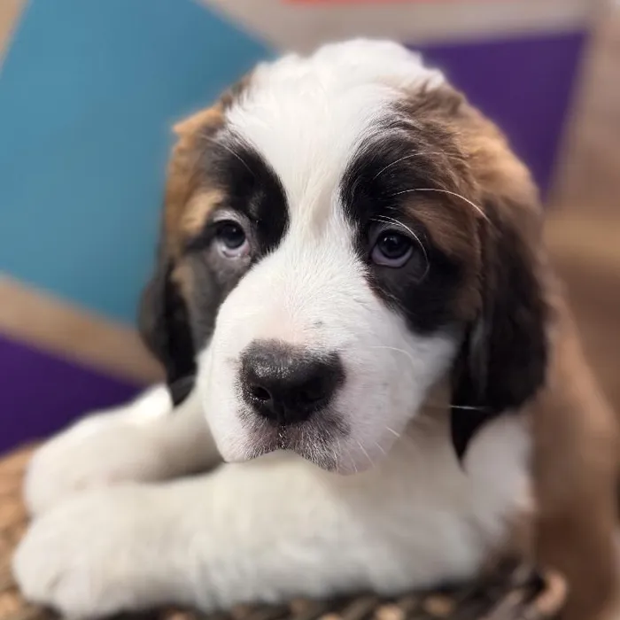 Female Saint Bernard Puppy for Sale in Rogers, AR