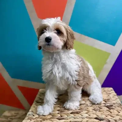 Male Cavapoo Puppy for Sale in Rogers, AR