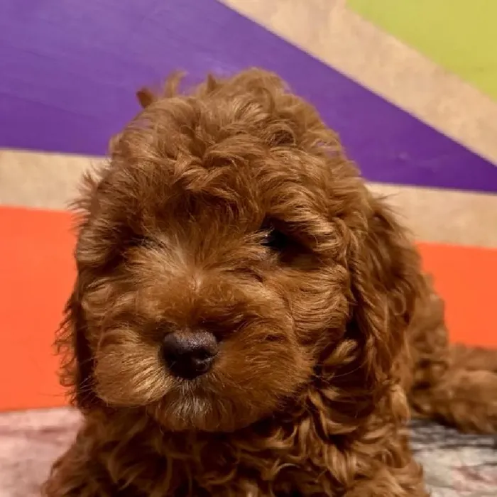 Female F1B Cavapoo Puppy for Sale in Rogers, AR