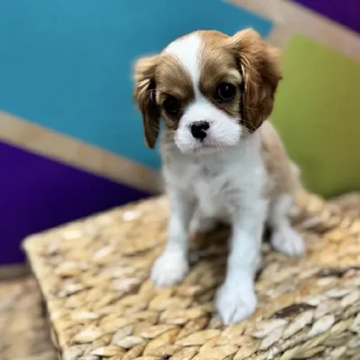 Female Cavalier King Charles Spaniel Puppy for Sale in Rogers, AR