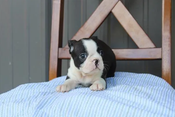 Female Boston Terrier puppy named Linda for sale at Petland Rogers.