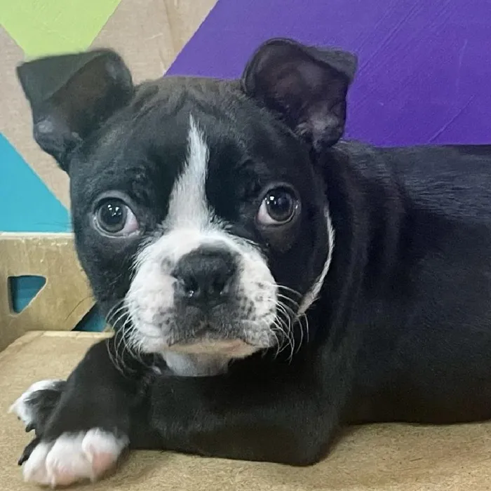 Male Boston Terrier puppy named Rohn for sale at Petland Joplin.