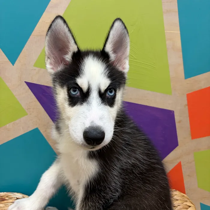 Male Siberian Husky puppy named Snoopy for sale at Petland Wichita West.