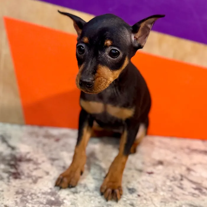 Female Min Pin puppy for sale at Petland Rogers.