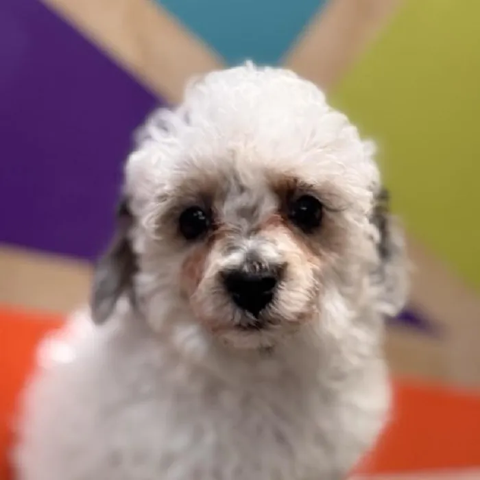 Male Mini Poodle puppy named Woody for sale at Petland Rogers.