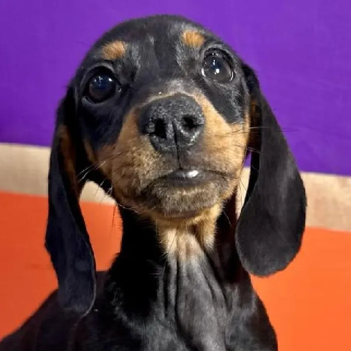 Female Dachshund puppy named Aremia for sale at Petland Rogers.