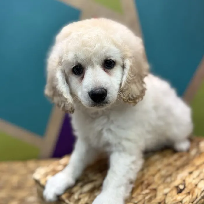 Male F1B CockaPoo Puppy for Sale in Rogers, AR