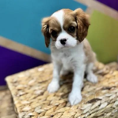 Female Cavalier King Charles Spaniel Puppy for Sale in Rogers, AR