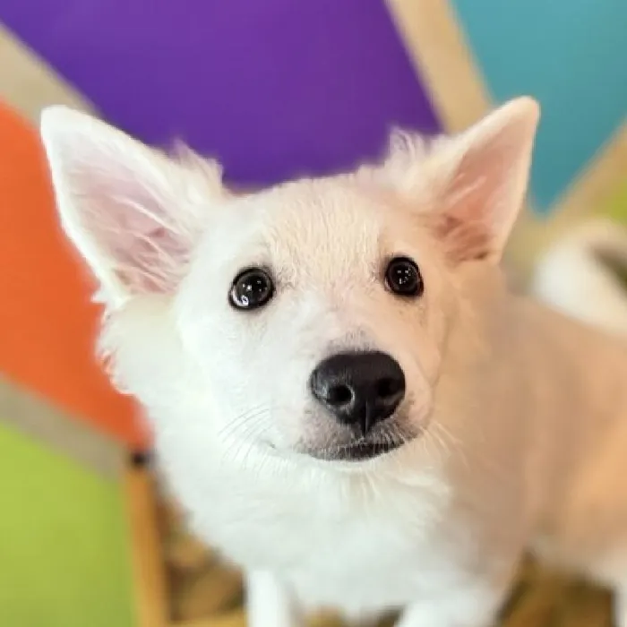 Male American Eskimo Puppy for Sale in Rogers, AR