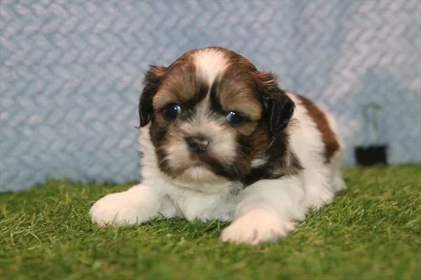 Male Shih Tzu puppy for sale at Petland Fayetteville.