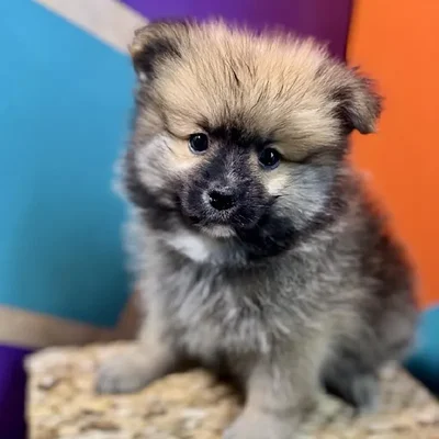 Male Pomeranian Puppy for Sale in Rogers, AR