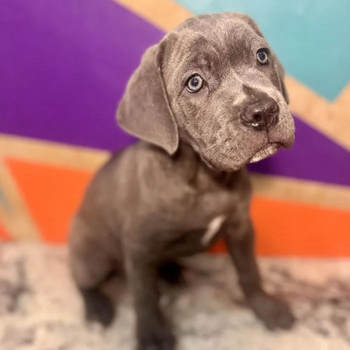 Male Cane Corso puppy named Billy for sale at Petland Rogers.