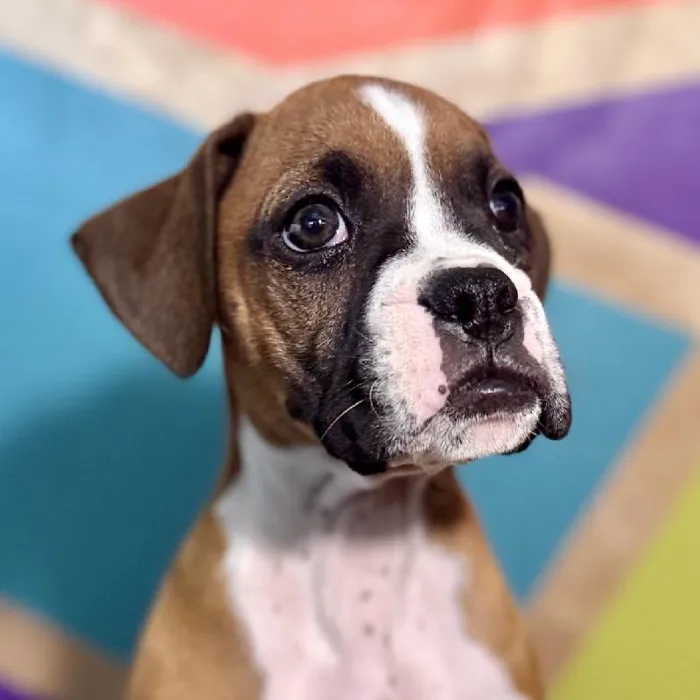 Male Boxer Puppy for Sale in Rogers, AR